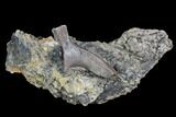 Crocodilian Vertebrae Process - Aguja Formation, Texas #88753-1